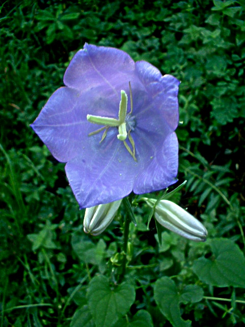 Cirsium arvense, Viola tricolor e Campanula persicifolia